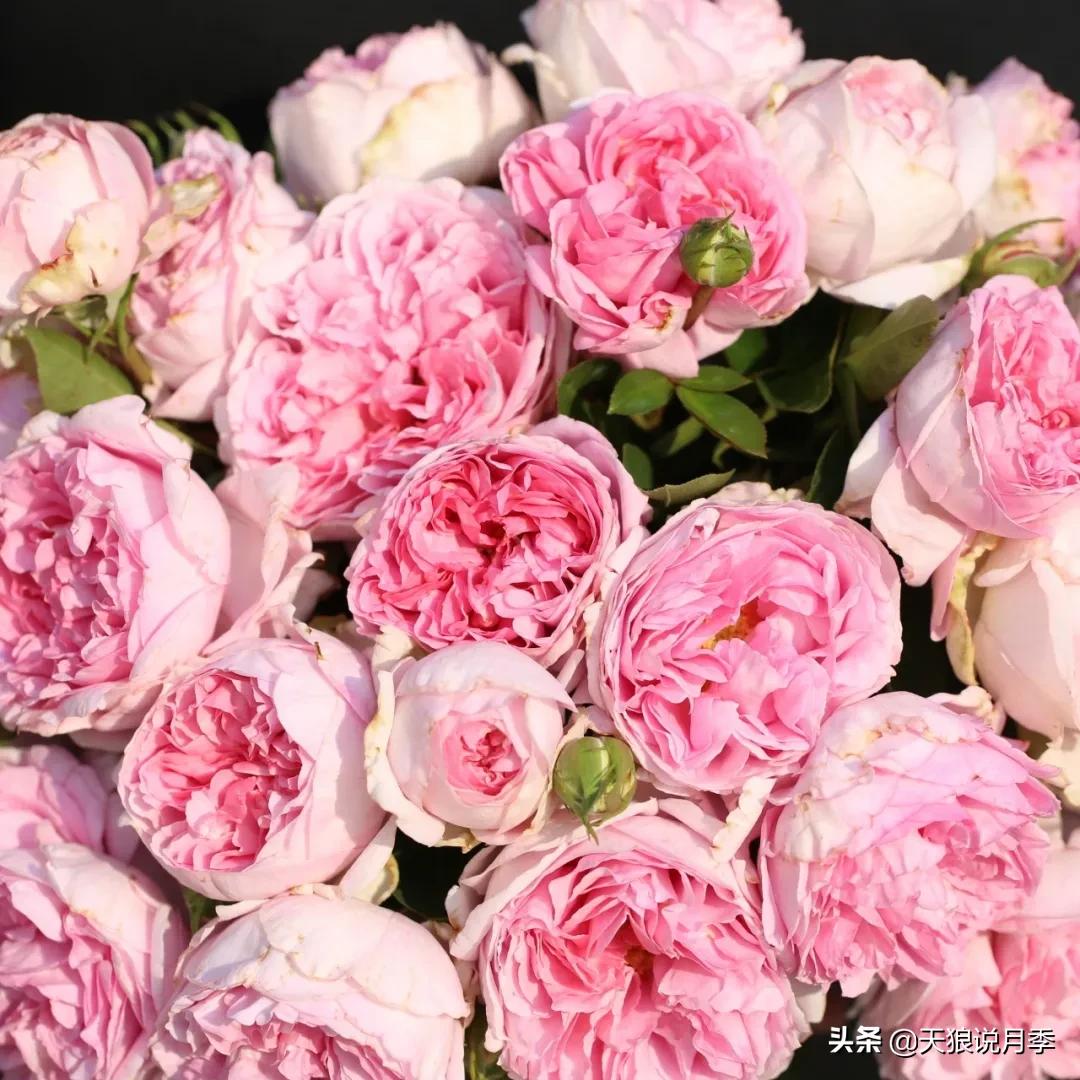 月季控对美的极致追求，尽在伊芙系列