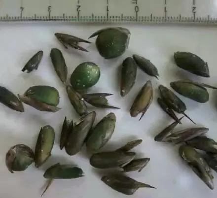 竹子开花，百年难遇的奇闻怪事，生命的最后绽放