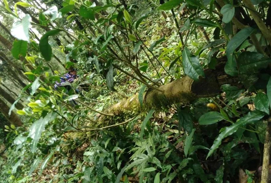 普洱有一股烟味,我眼中的普洱