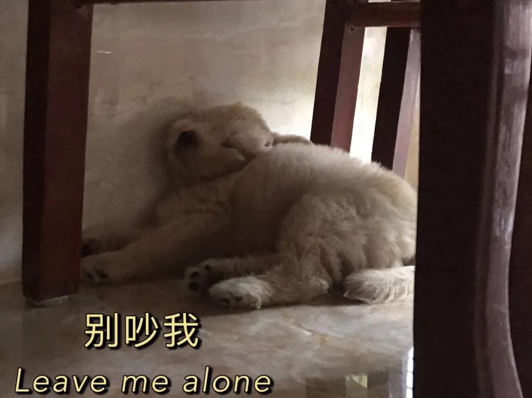 模仿狗狗睡姿,分享下你家狗子的睡姿