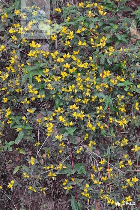 临时救助要病理报告吗,尿道结石和胆结石可以一起手术吗