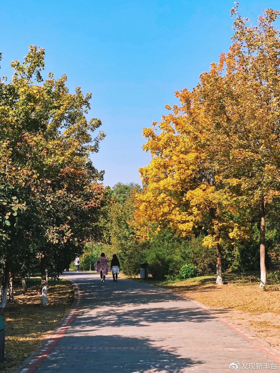 银杏公园秋色的美景,银杏公园秋景最美景点