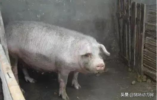 看过来，母猪体温过低的三大内因及实用解决方案！