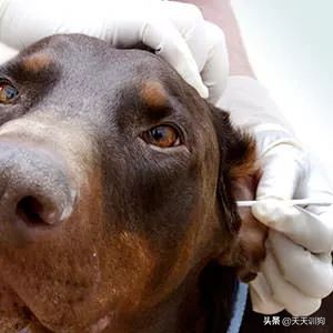 狗狗刚洗完澡还是有体味怎么办,打完疫苗第一针狗狗突然体味很重