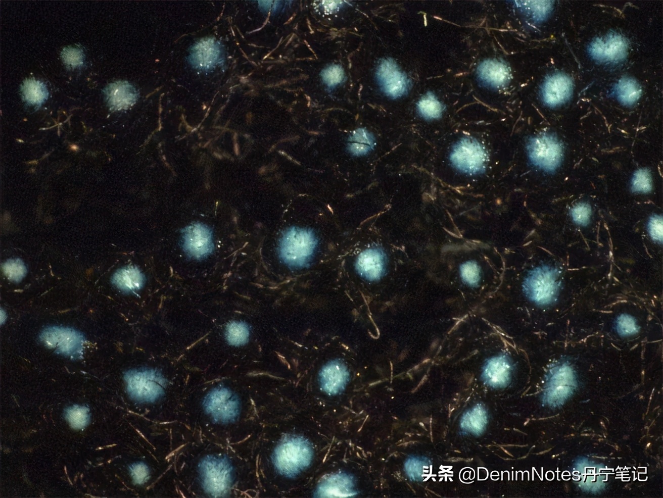 优衣库原牛99元值不值得,优衣库299元赤耳原牛评测视频
