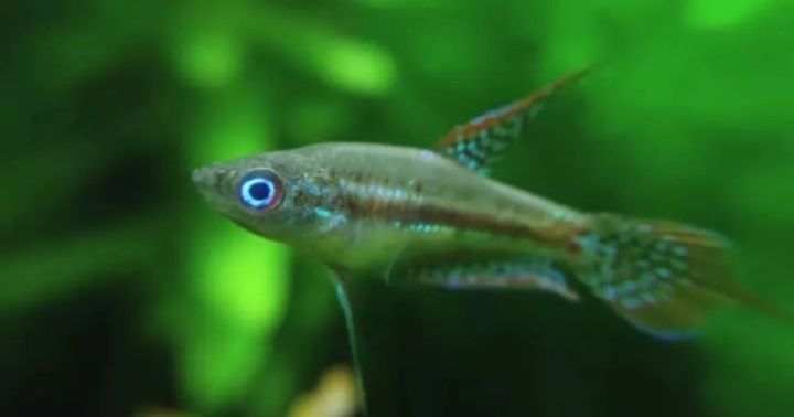 小型观赏鱼不用加热的都有什么鱼,小型观赏鱼小鱼苗