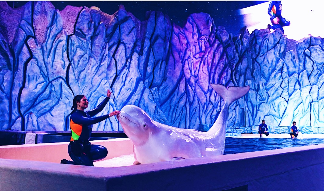 珠海长隆海洋王国吃住旅游攻略,最新珠海长隆海洋王国一日游攻略