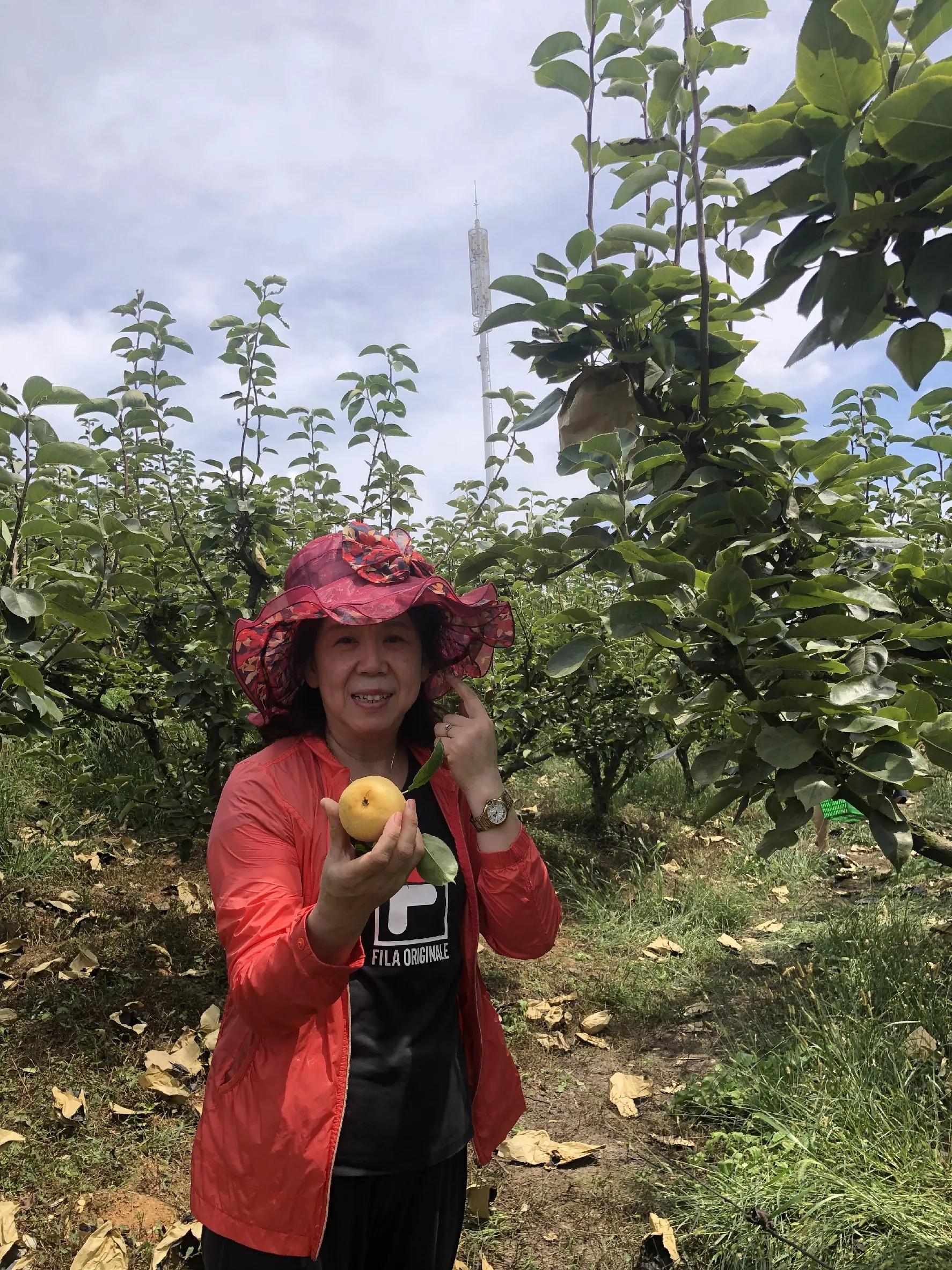 游莲花山有感,莲花山圣峰果业园