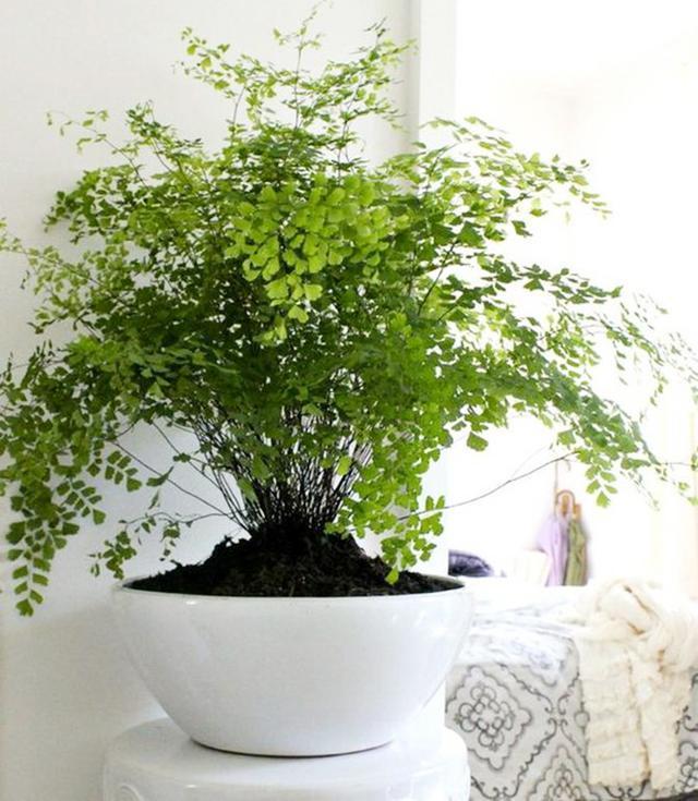 这五种盆栽太珍贵,除了蕨类还有哪些盆栽绿意盎然