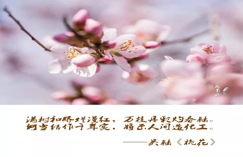 龙泉4大冷门赏桃线路出炉，向东60里遇见一座城市桃花源！