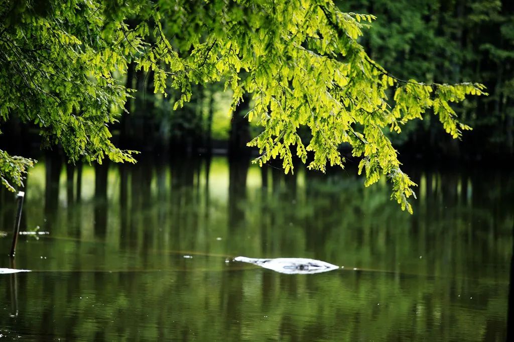 汉中龙池湖攻略,汉中龙池湖简介