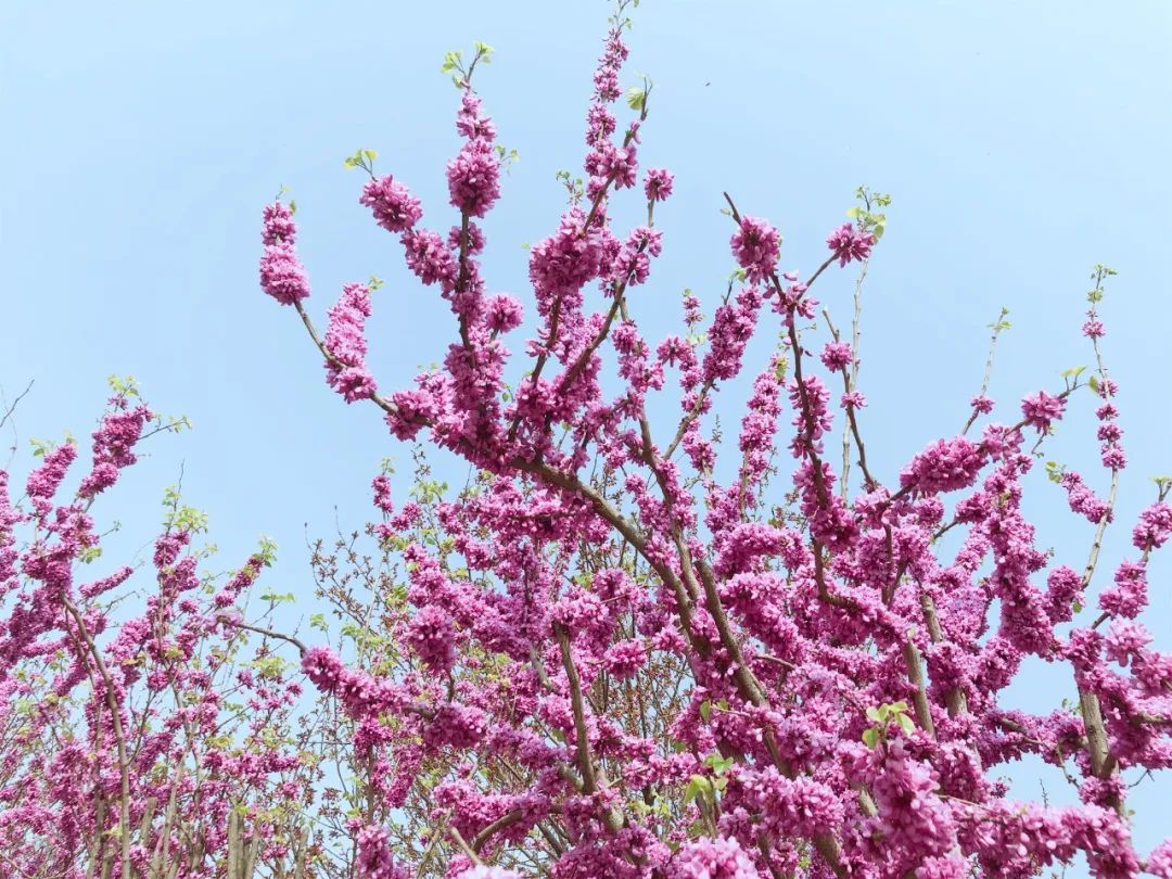 咸阳统一广场郁金香,咸阳郁金香花展在哪里