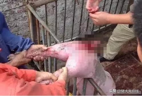 各阶段猪脱肛的简易处理，屡试不爽！