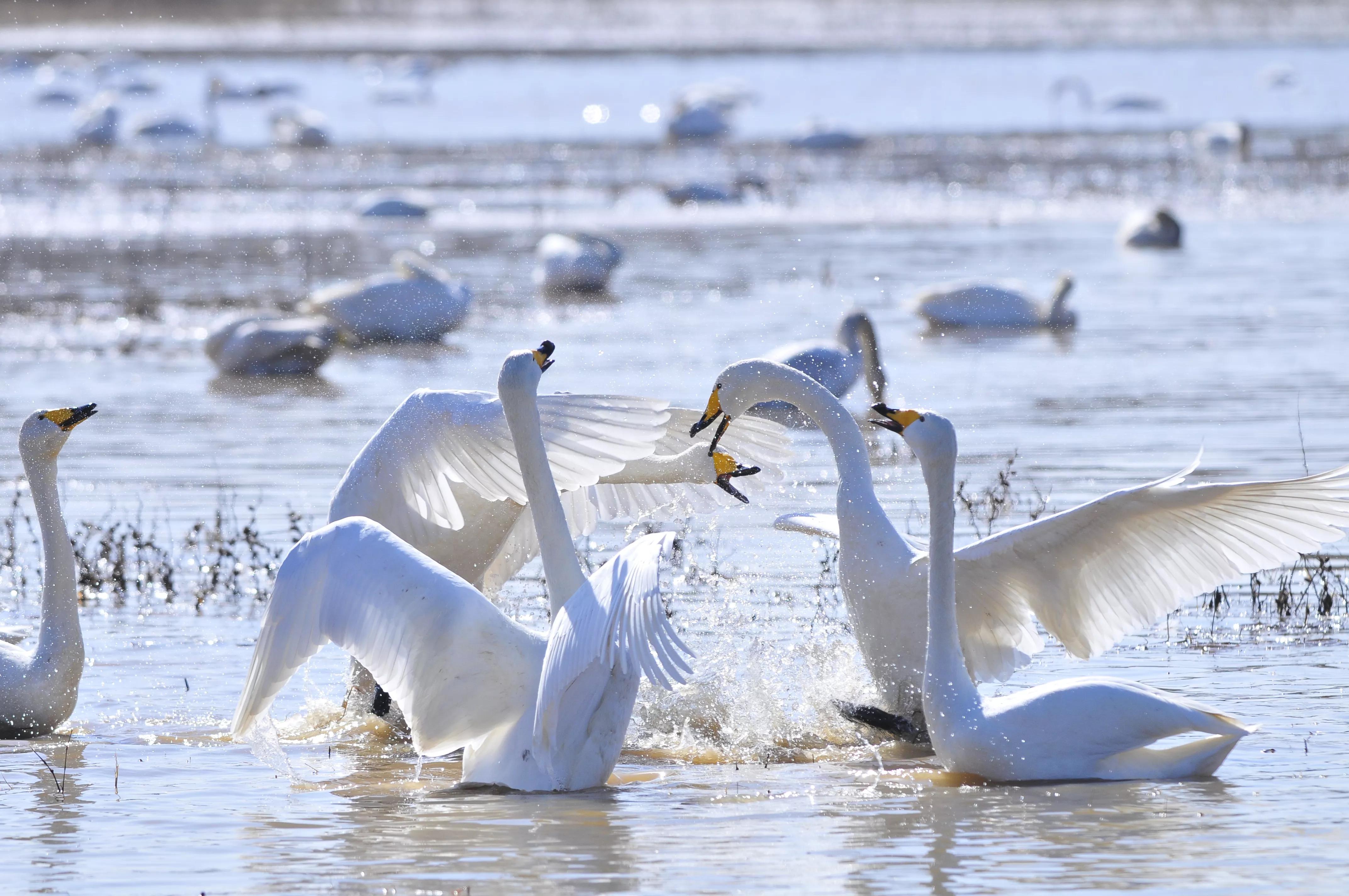 D300s+300F4拍摄/满意，趣解/天鹅斗：只动嘴不动手