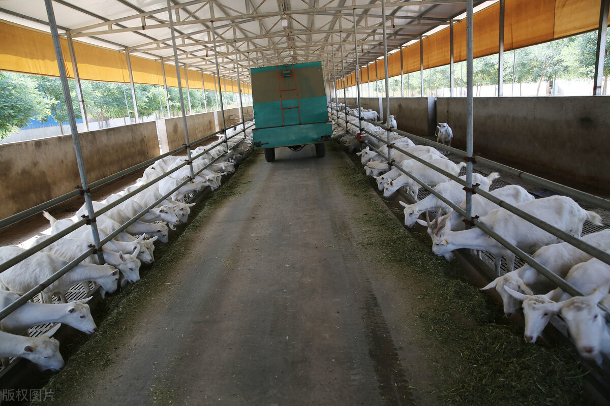 放羊救人大叔,放羊大叔救了六名选手