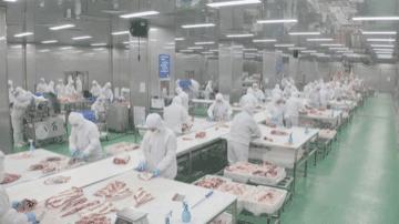 拿着手机种水稻；可比肩“和牛”的黑牛是这样养殖的→