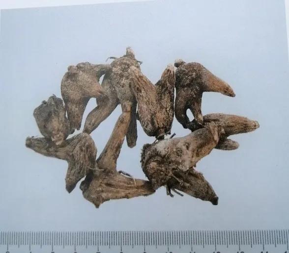 收敛止血的中成药有哪些,止血收敛的药有哪些