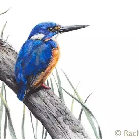 画鸟彩铅教程,画鸟彩铅