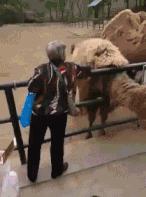 飞猪f2什么意思,飞猪f2是什么概念