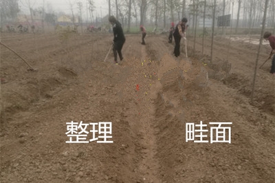 半夏出苗后用什么肥好,半夏出苗后需要打什么药