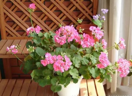 为什么有的天竺葵不开花,天竺葵不开花是什么原因呢