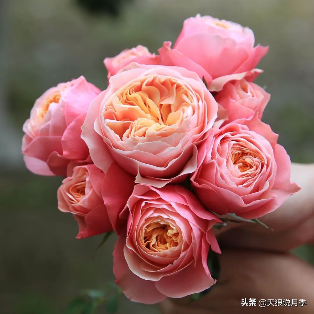 4月最浪漫的一次花开，是171个低价月季小苗带来的巅峰时刻！