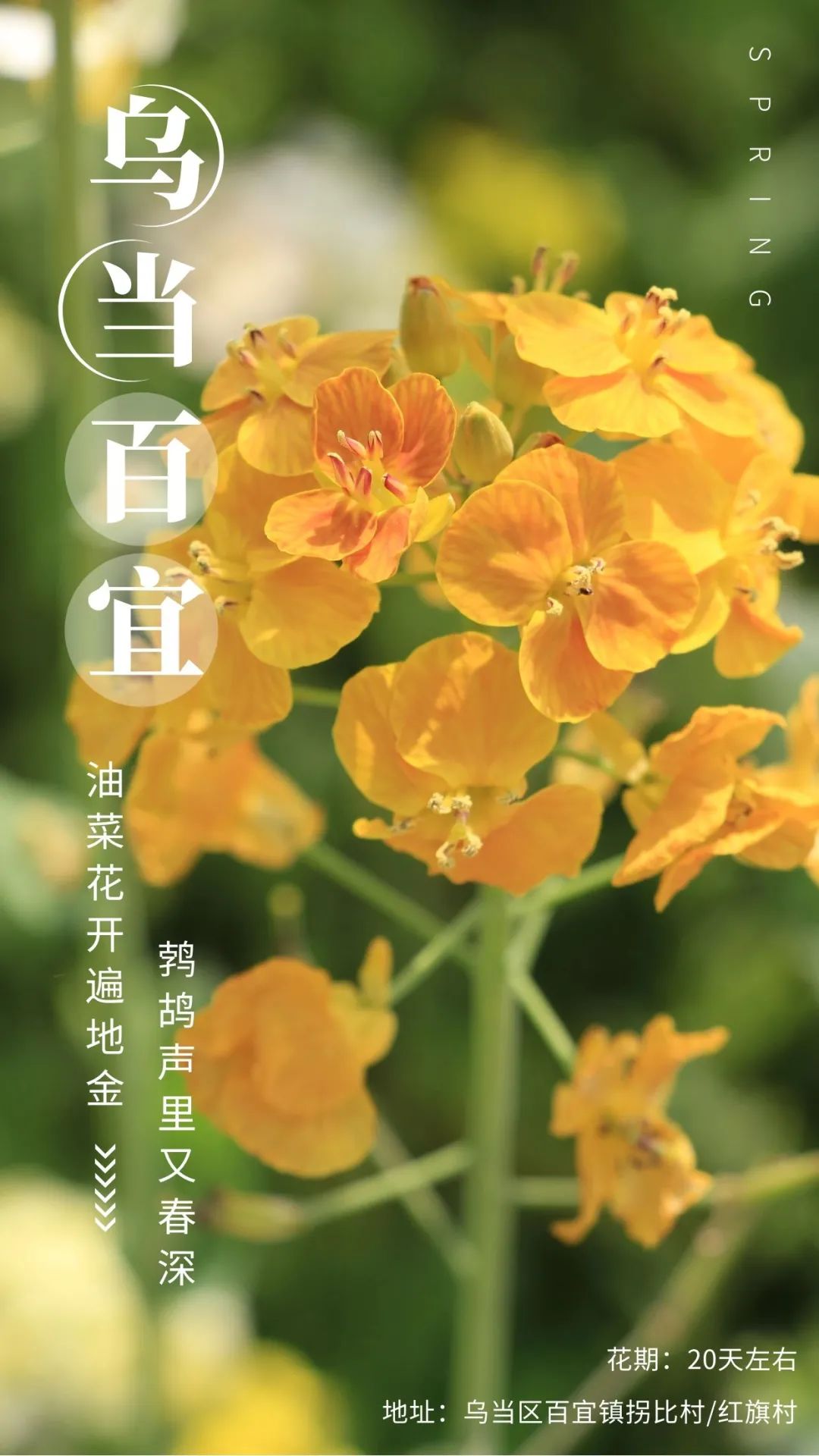 赏春图鉴丨赏花海、品清茶、尝美食...乌当百宜镇这条宝藏春游线路，就等你来打卡啦！