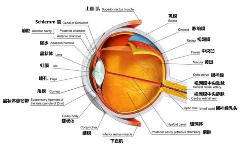香港科大仿生眼,港科大人工眼球问世
