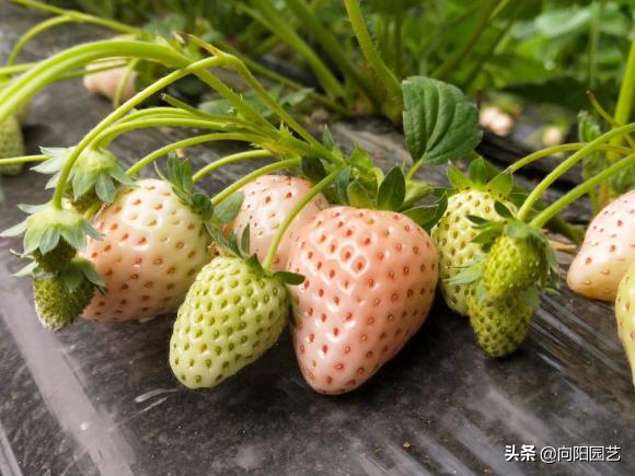 草莓要怎么种才能种出香甜的草莓,怎么种一年四季都有草莓吃