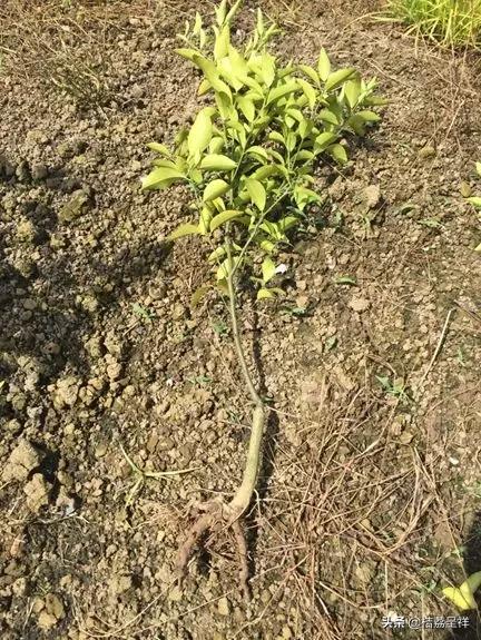 青柑橘如何快速变黄,柑橘怎么防黄叶