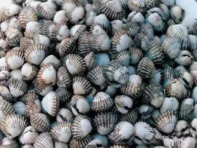 海南渔民整理的海鲜大全,渔民海鲜介绍