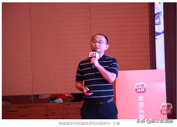 海南哈密瓜大市场,海南哈密瓜市场前景