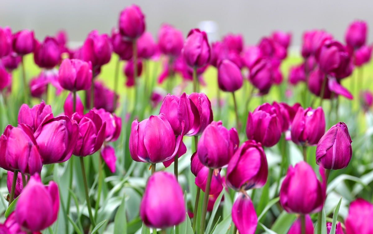 宁波现在哪里可以看郁金香,宁波郁金香在什么地方