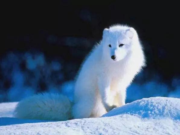 45种狗狗很难得一见你认识几种,45种最难得一见的狗