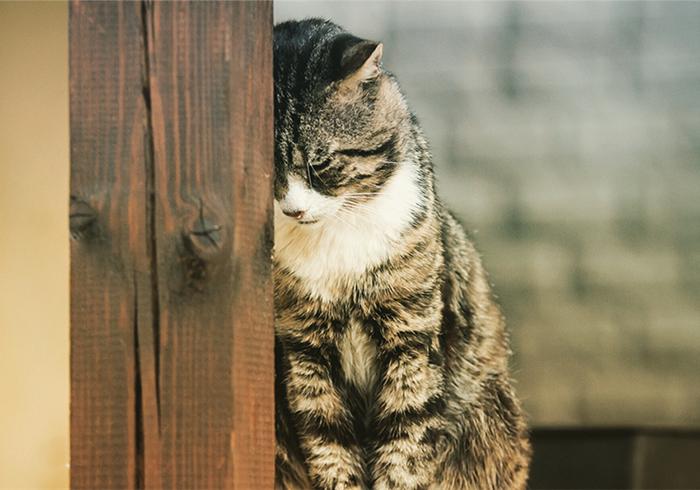 猫咪最近频繁呕吐是不是猫瘟,猫咪呕吐怎么判断是肠胃炎