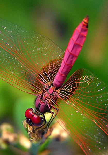 蜻蜓动漫电梯安全常识,蜻蜓动漫安全常识