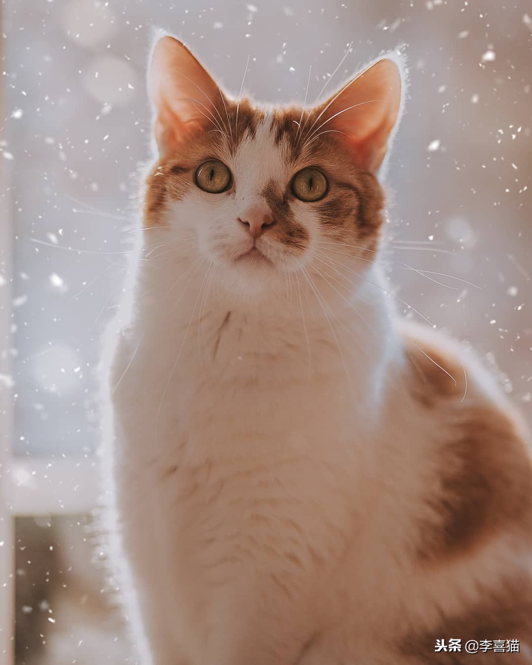 猫咪过冬湿粮怎么办,猫咪过冬空调开多少度