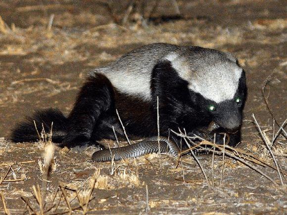 最无所畏惧的霸气动物蜜獾,蜜獾鼬习性