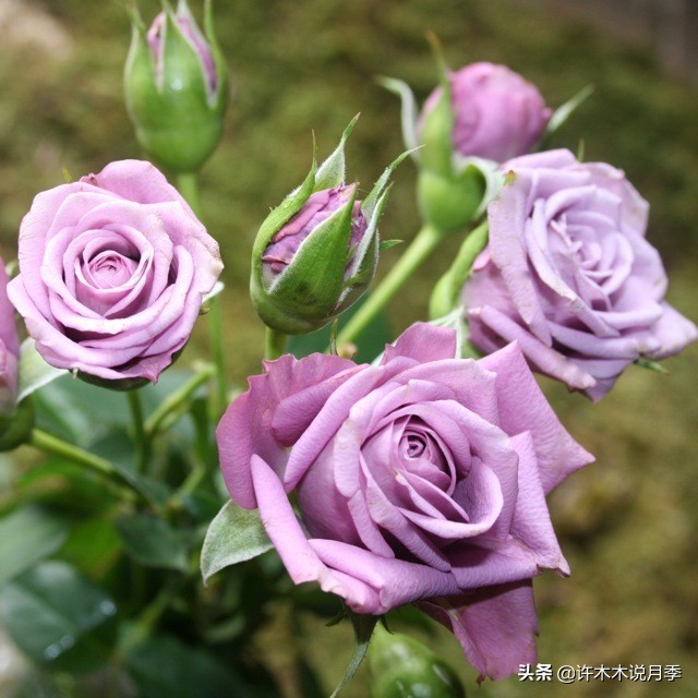 大花浓香四季开花的月季有哪些,黑紫色的月季花有哪些