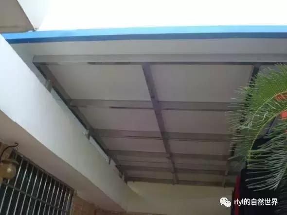 最好养的半水龟排行,半水龟饲养环境简单