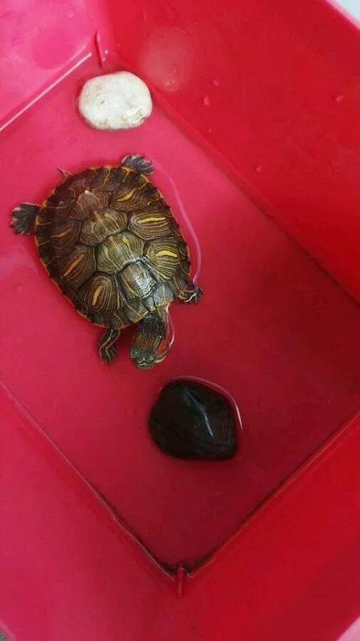 龟病防治小知识,龟治病方法