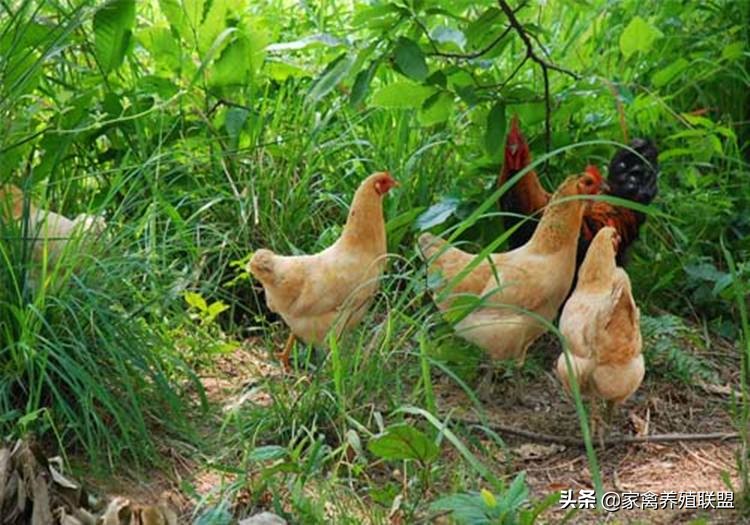 散养土鸡如何快速销售,散养土鸡怎么长期锁定顾客