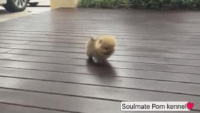 小短腿表情包动态图,超级可爱的表情包小脚