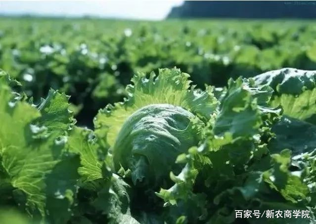 农业特色品牌,未来农业发展趋势品牌农业