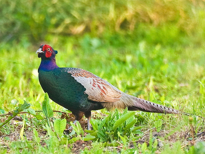东江揽胜,惠州淡水常见鸟类图谱