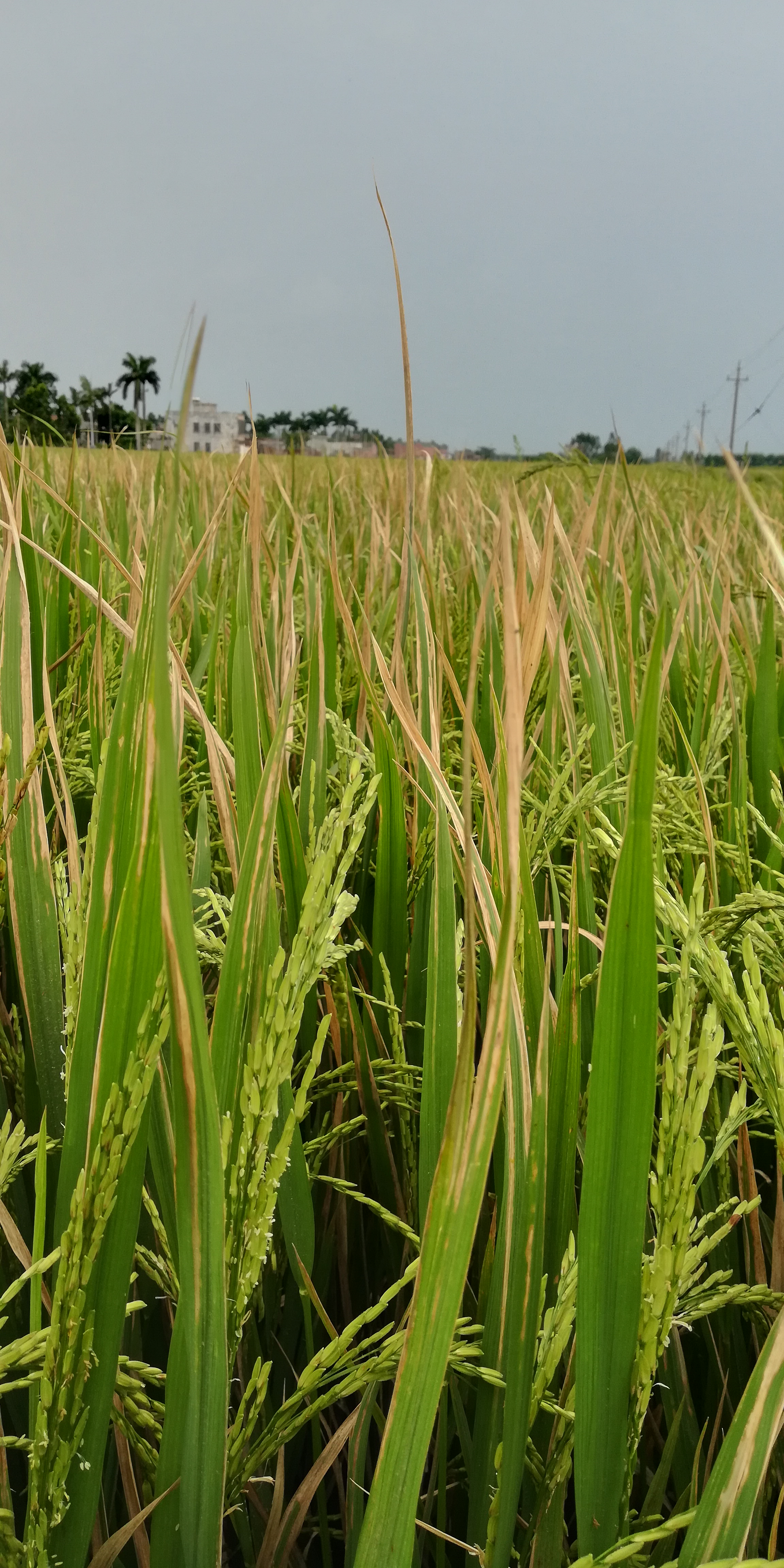 水稻白叶枯病怎么有效防治,水稻白叶枯病病原