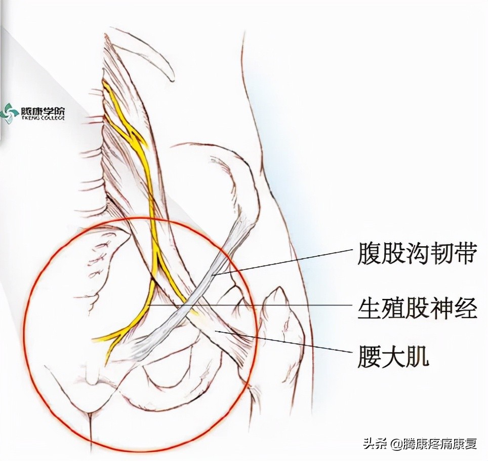 最全！脊神经系统汇总