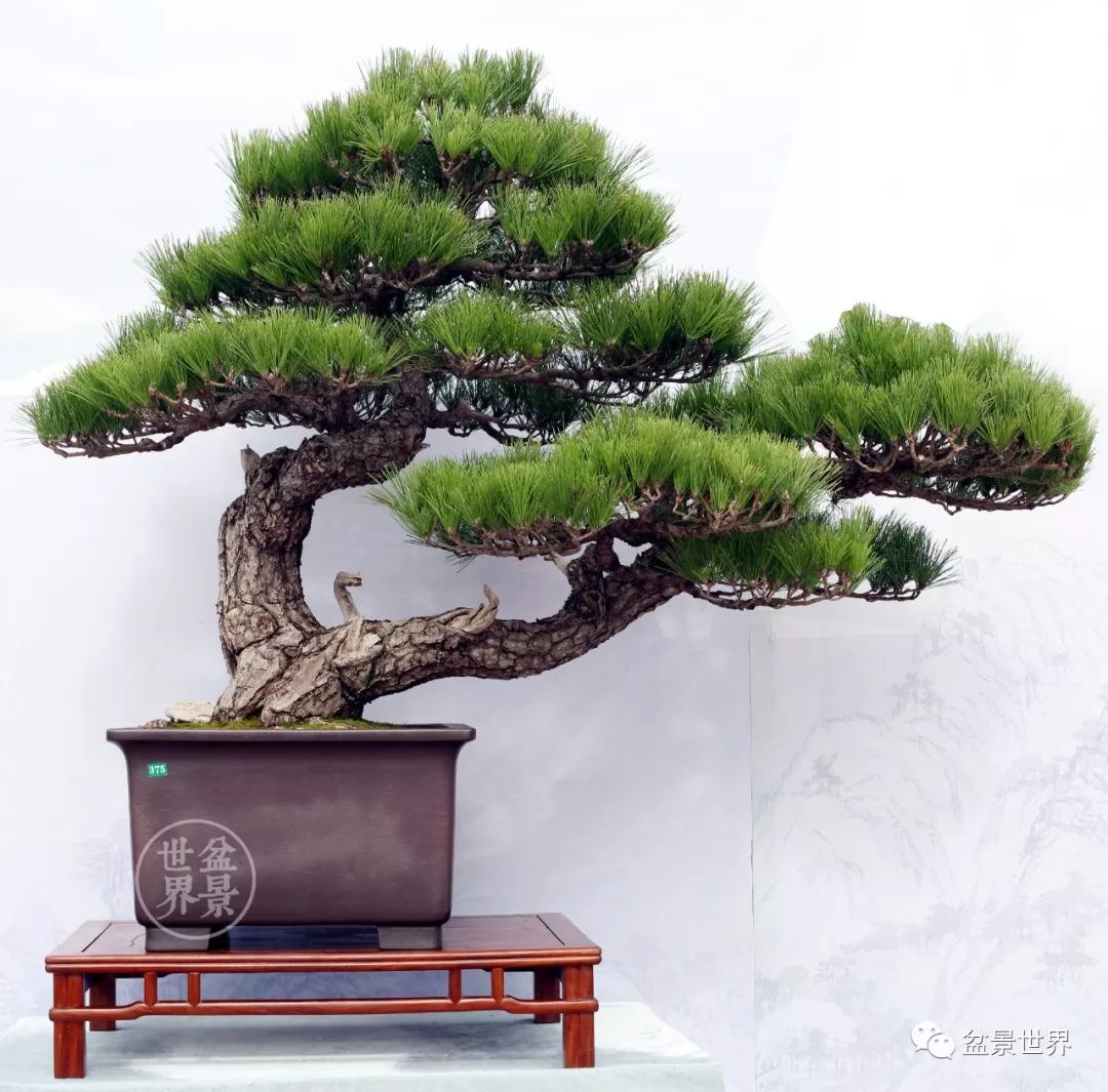 精品黑松盆景欣赏,富贵大气的盆景有哪些