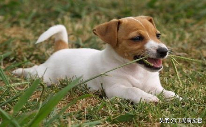 老狗狗吃草吐黄色液体怎么回事,狗狗只吃草不吃狗粮是怎么回事