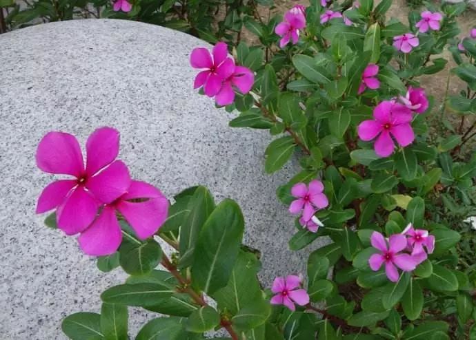 懒人花园植物,懒人花草100种